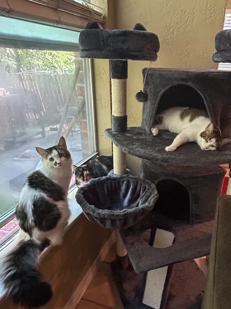 Mr. Apple thumbnail 3