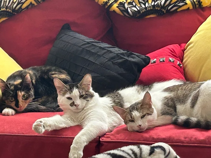 Mr. Apple thumbnail 4