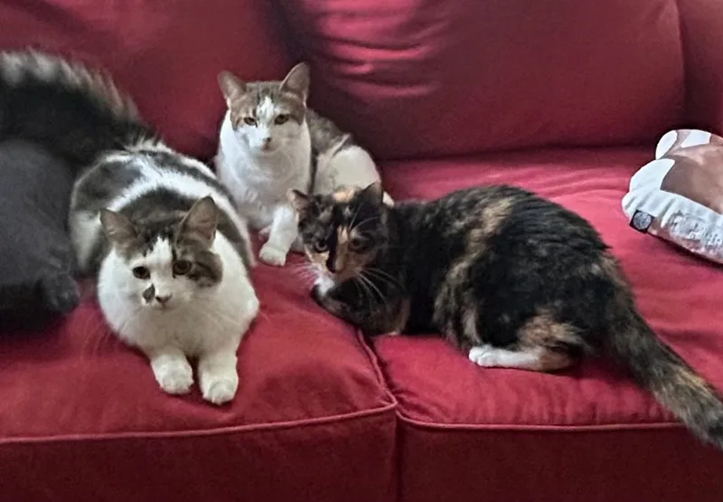 Mr. Apple thumbnail 5