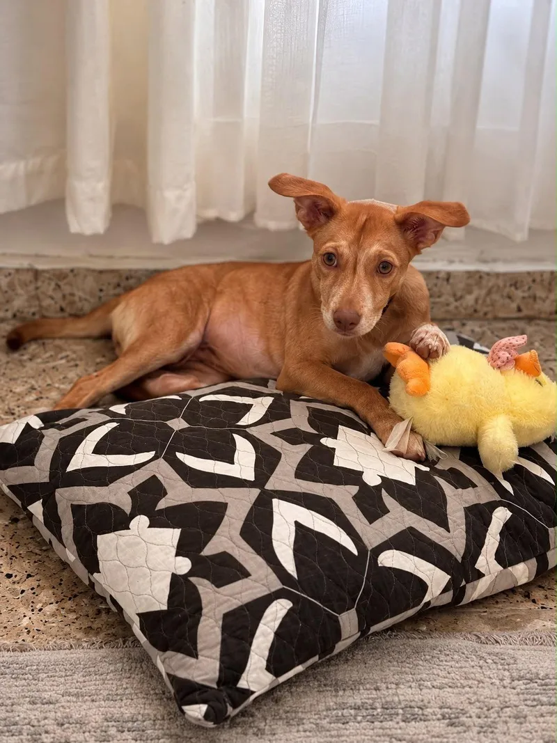 A baby medium-sized female Retriever dog named Sasha for adoption in Jenkintown, PA