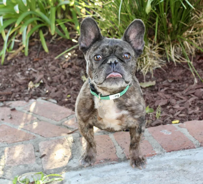 An adult small-sized female Brindle French Bulldog dog named Peaches for adoption in Los Angeles, CA