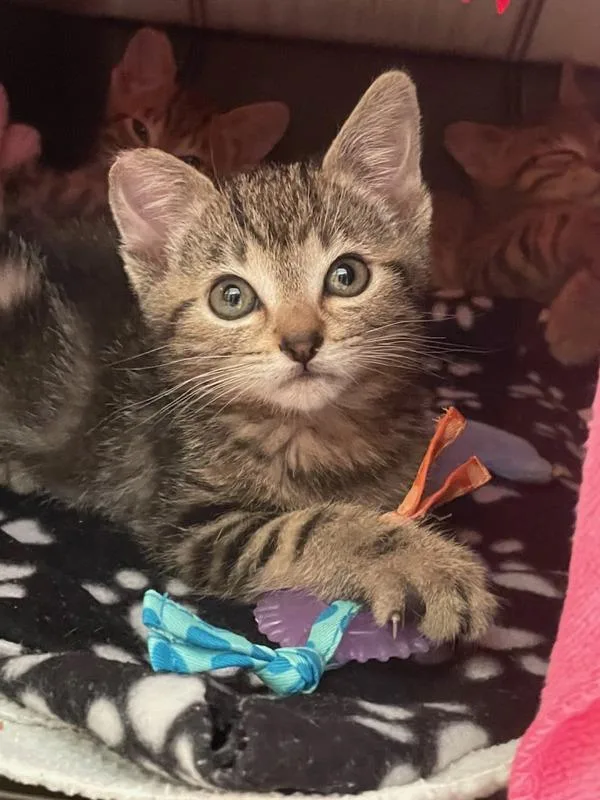 A baby small-sized female Domestic Short Hair cat named Kittchu for adoption in Escondido, CA