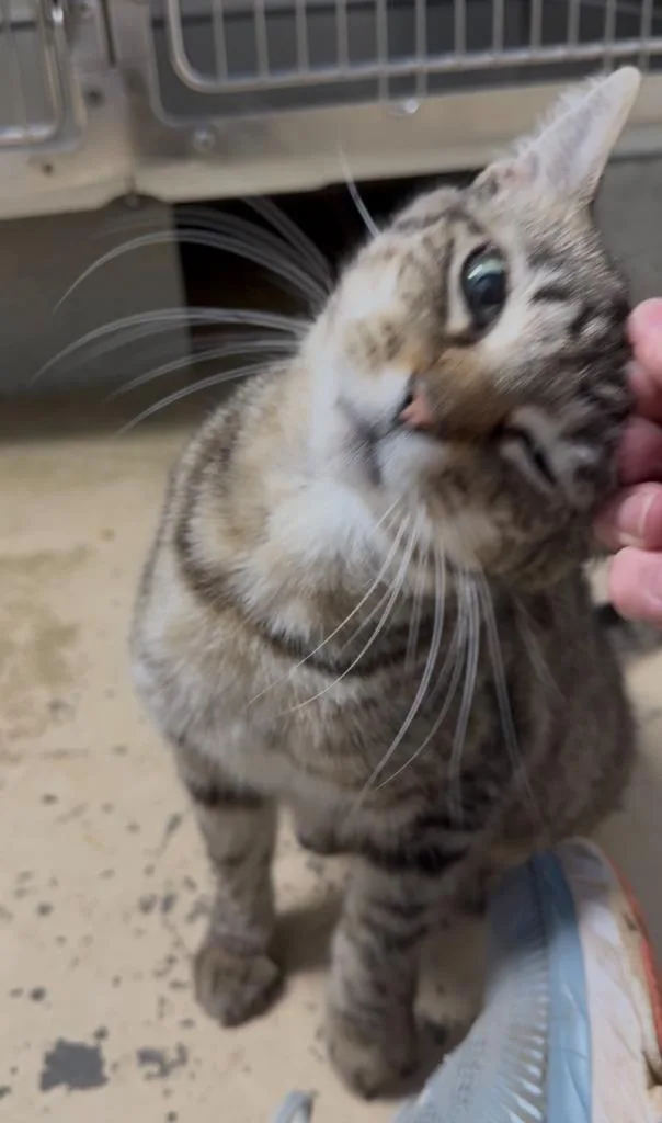 Krissy thumbnail 3