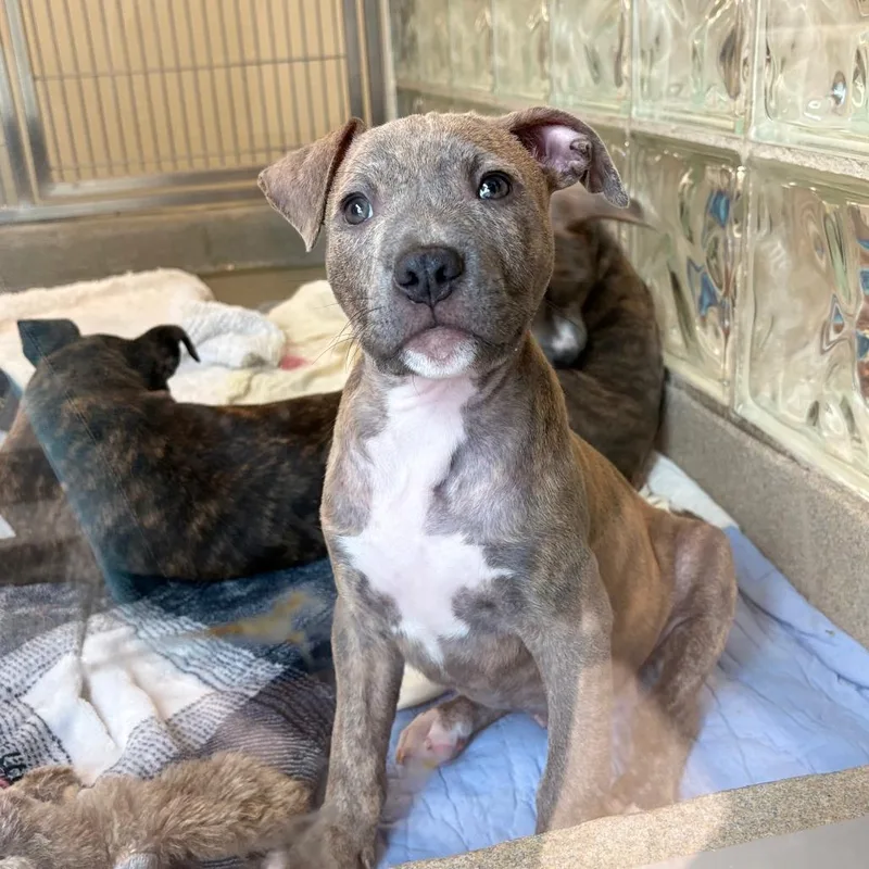 A baby small-sized male Brindle American Staffordshire Terrier dog named Kc for adoption in Lynchburg, VA