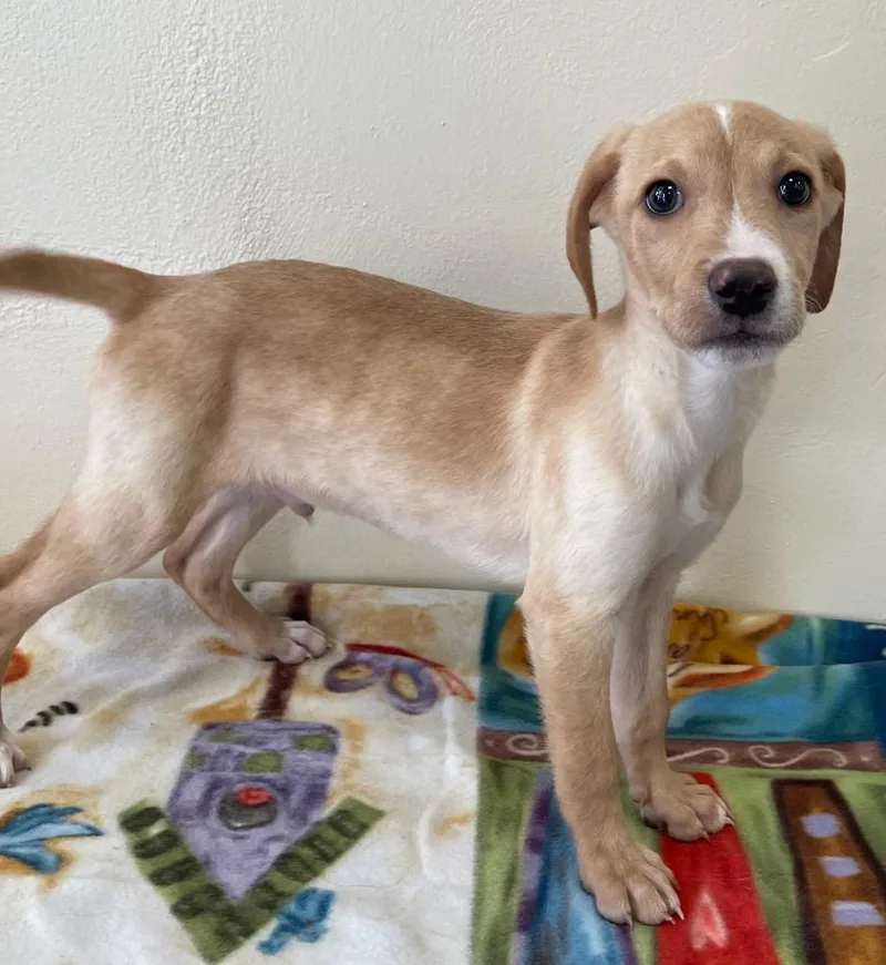 A baby large-sized male Mixed Breed dog named Jonny for adoption in Thousand Oaks, CA