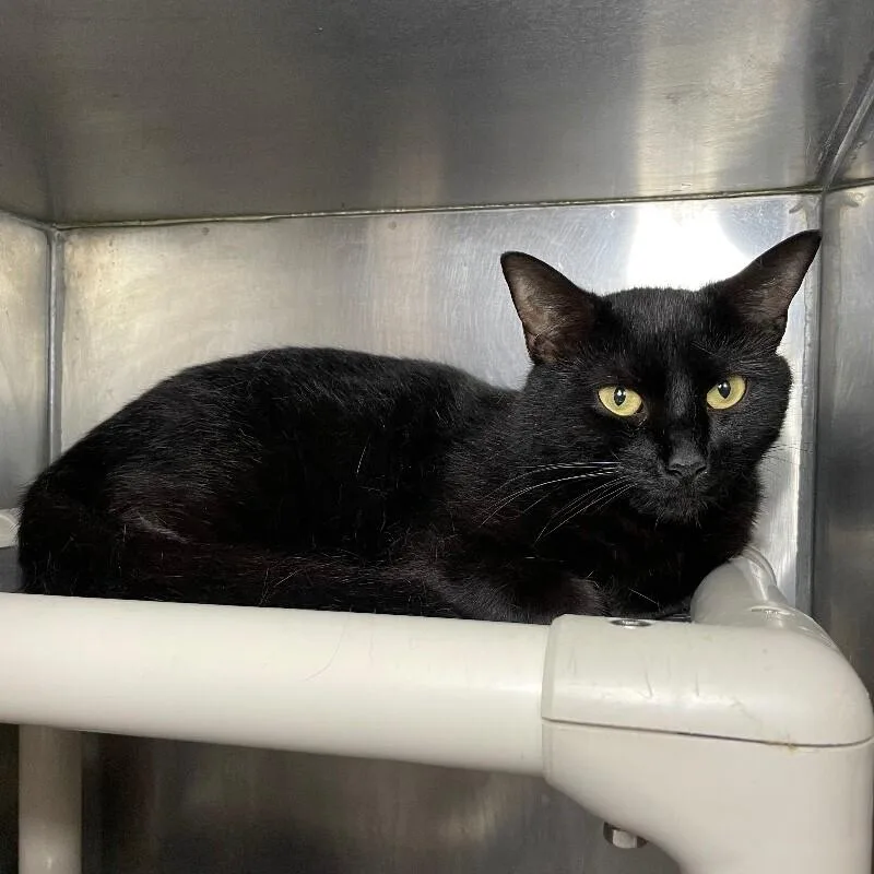 An adult medium-sized male Domestic Short Hair cat named Blue for adoption in Roanoke, VA