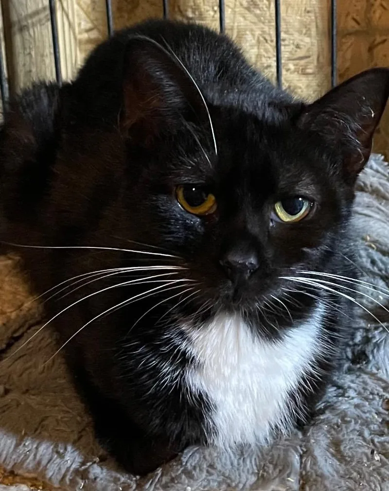 A young large-sized female Domestic Short Hair cat named Chrissy for adoption in Dalton, GA