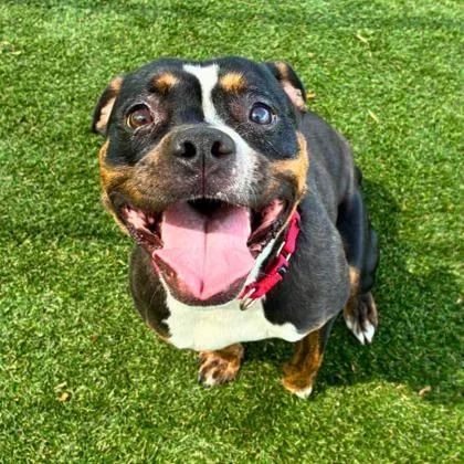 An adult medium-sized female Terrier dog named Peaches for adoption in Gastonia, NC