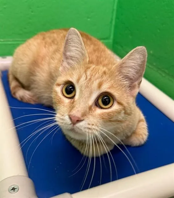 A young small-sized female Domestic Short Hair cat named Thalia for adoption in Peoria, IL