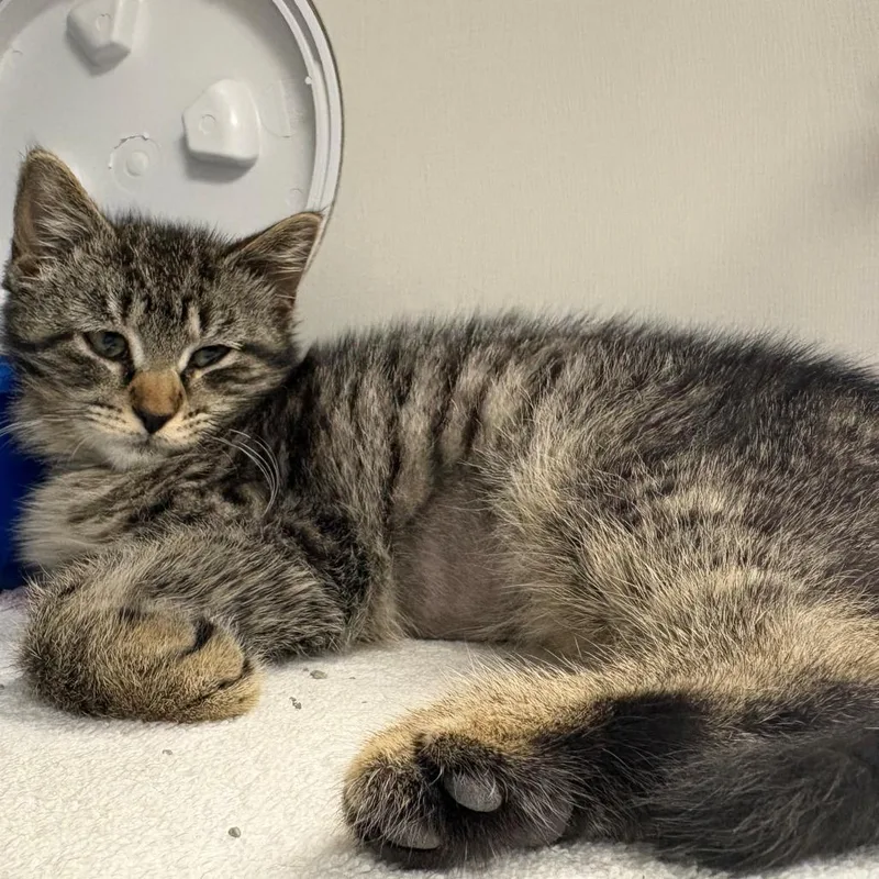 A baby small-sized female Brown / Chocolate Domestic Short Hair cat named Bear for adoption in East Hanover, NJ