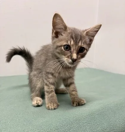 Jake Fka Bert thumbnail 3