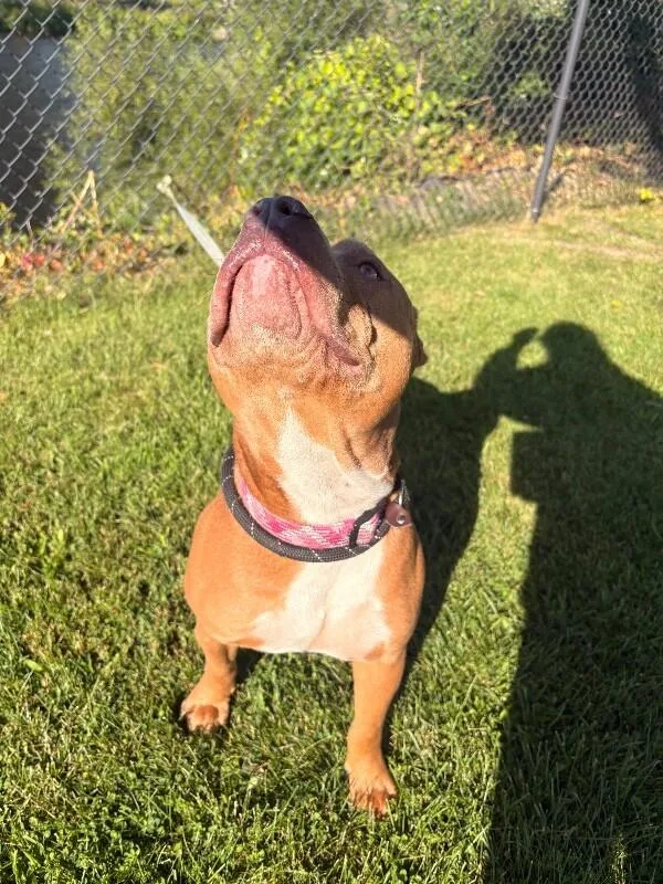 An adult large-sized male Brown / Chocolate Pit Bull Terrier dog named Bugg for adoption in Warren, PA