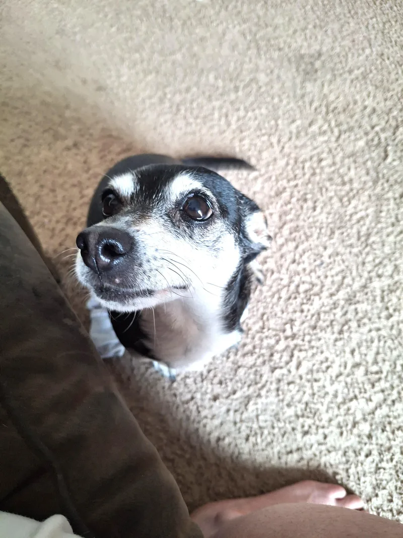 A senior small-sized female Tricolor (Brown, Black, & White) Chihuahua dog named Topanga for adoption in Ithaca, NY