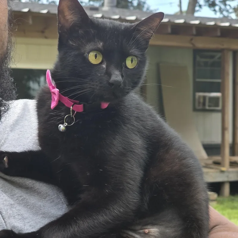 An adult small-sized female Domestic Short Hair cat named Katy for adoption in Magnolia, TX