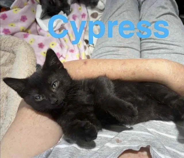 A baby small-sized male Domestic Short Hair cat named Cypress for adoption in Sacramento, CA