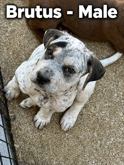 A baby large-sized male Rottweiler dog named Brutus for adoption in Morton Grove, IL