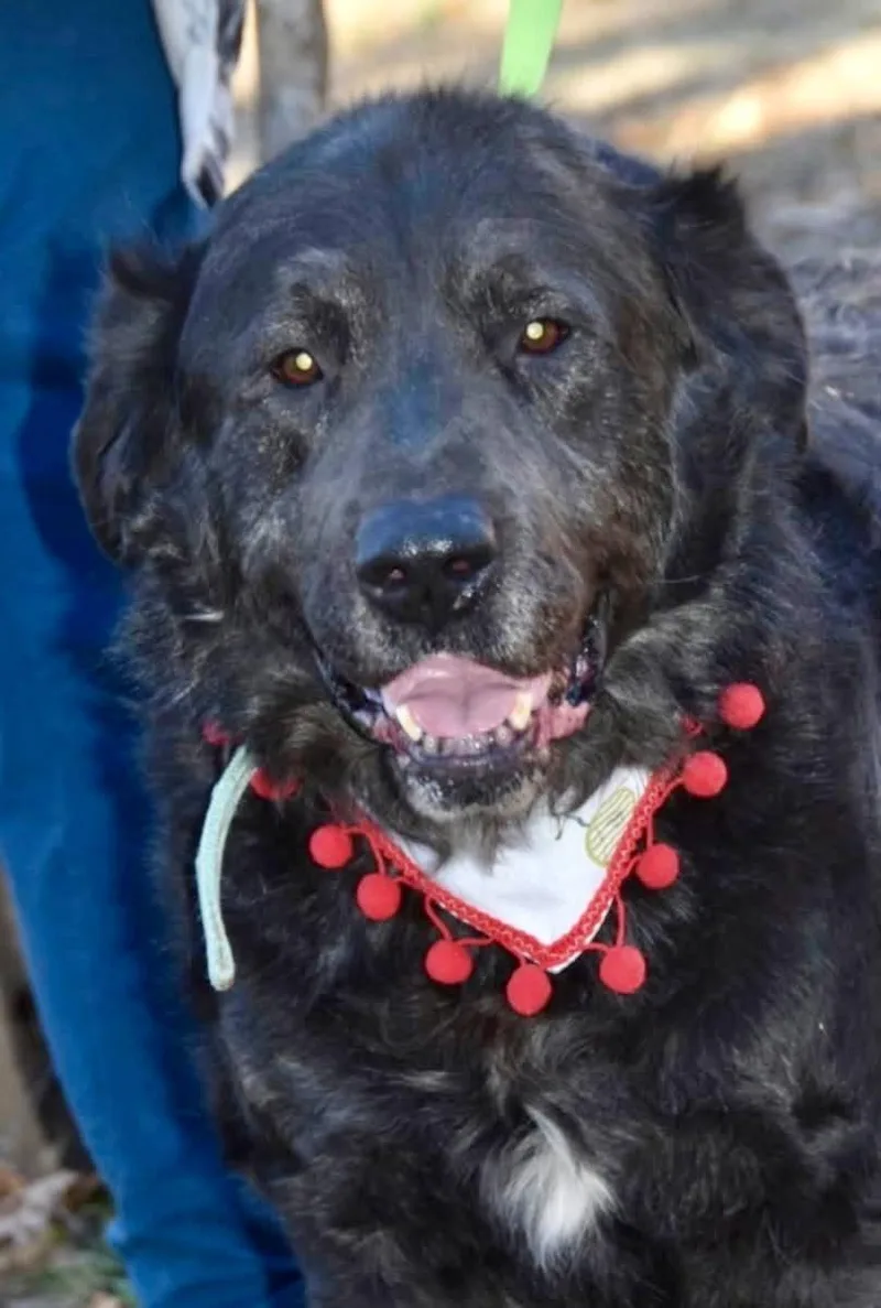 A senior large-sized male Labrador Retriever dog named Shadow for adoption in Southaven, MS