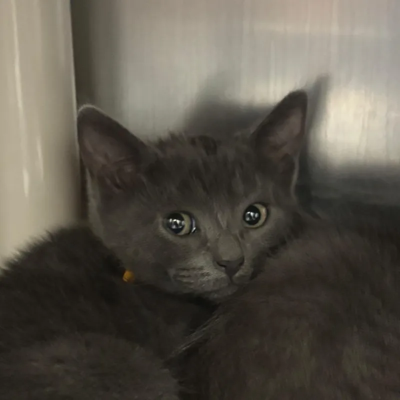 A baby small-sized female Gray / Blue / Silver Domestic Short Hair cat named Nope Rope for adoption in Springfield, MA