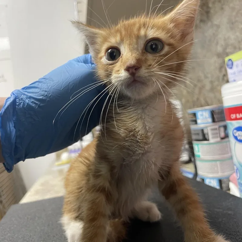 A baby small-sized male Orange / Red Domestic Short Hair cat named Michael for adoption in Dickinson, TX