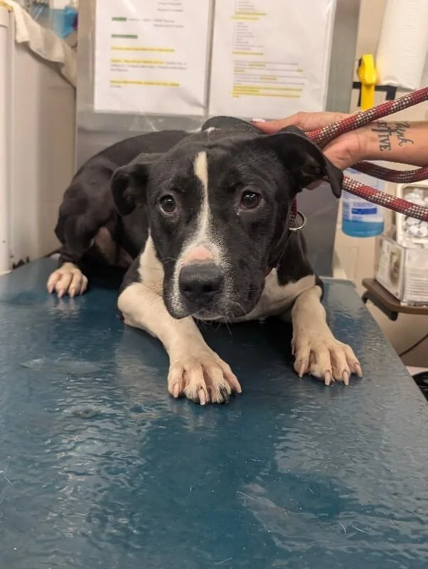 An adult medium-sized male Black Mixed Breed dog named Bruno for adoption in Mobile, AL