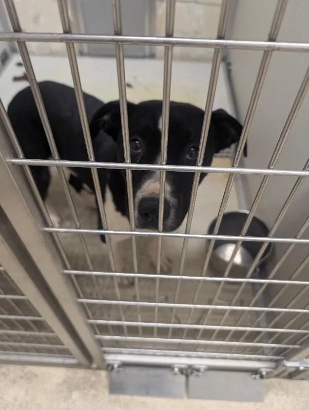 Bruno thumbnail 2