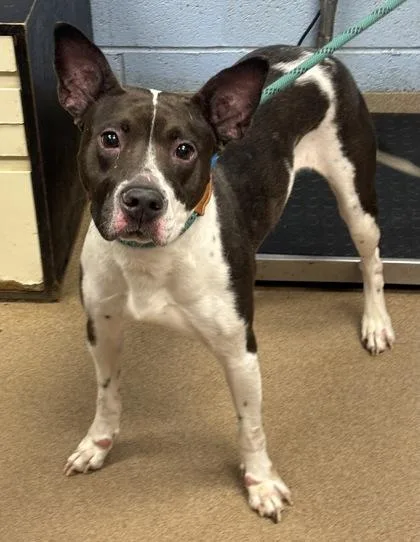 An adult large-sized female Mixed Breed dog named Annalisa for adoption in Chamblee, GA