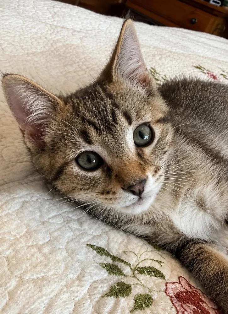 A baby small-sized male Brown / Chocolate Domestic Short Hair cat named Panzerotti for adoption in Chicago, IL