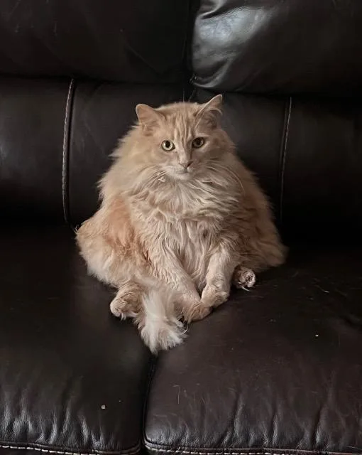 Moontan