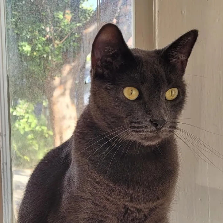 An adult medium-sized male Gray / Blue / Silver Russian Blue cat named Mr. Darcy for adoption in Boerne, TX