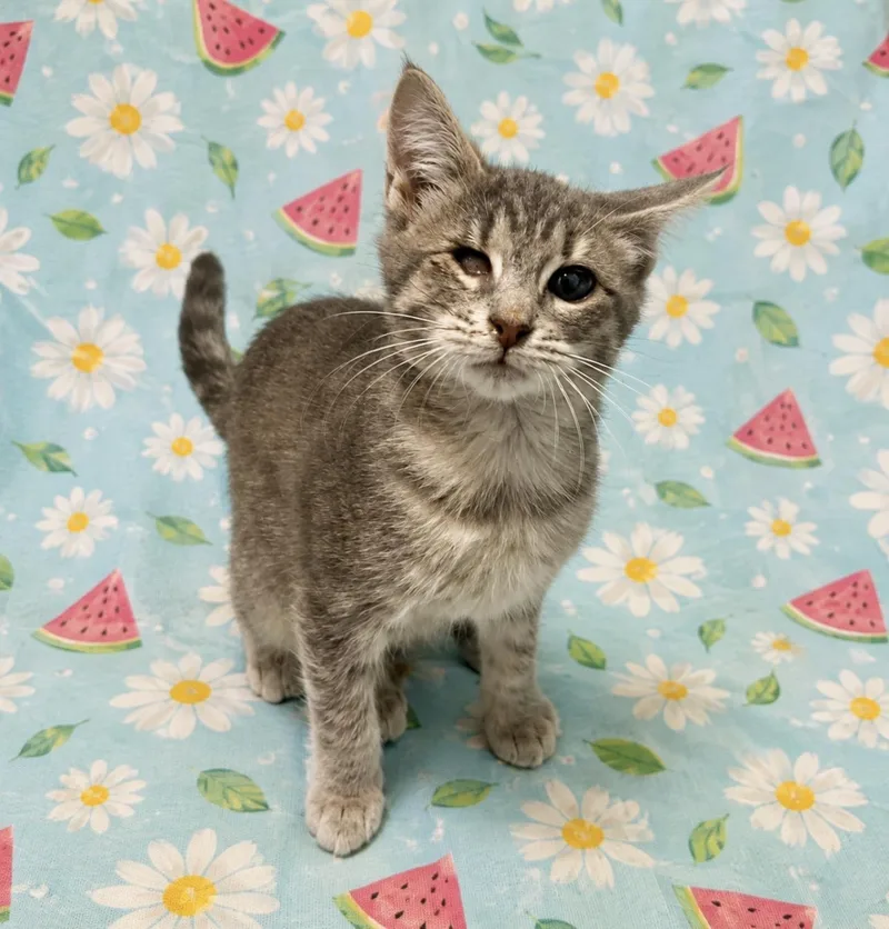 A young medium-sized female Domestic Short Hair cat named Pirate for adoption in Gainesville, GA