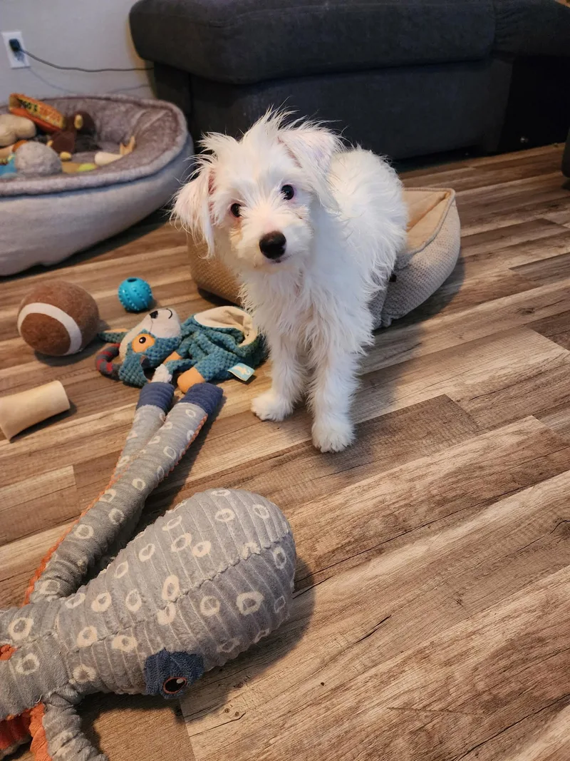 A baby small-sized male White / Cream Poodle dog named Ava for adoption in Phoenix, AZ