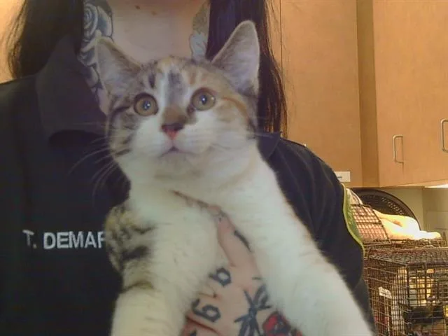 A baby medium-sized female Domestic Short Hair cat named Quiana for adoption in Sacramento, CA