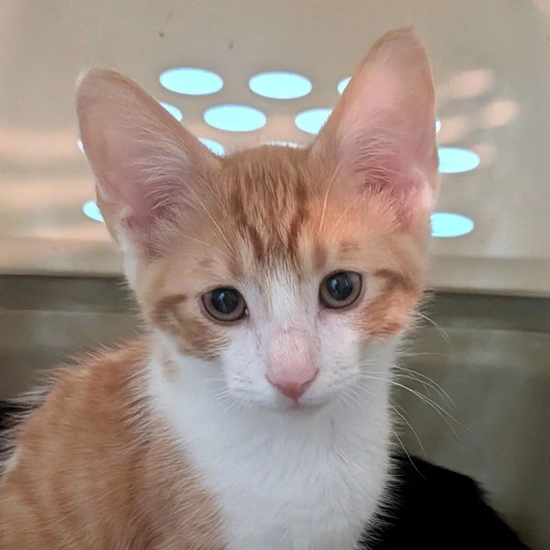 A baby small-sized male Orange / Red Domestic Short Hair cat named Laurel for adoption in Brownsboro, AL
