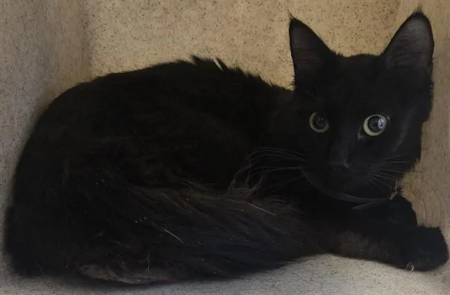 A young medium-sized male Domestic Medium Hair cat named Billy Ray for adoption in Lancaster, CA