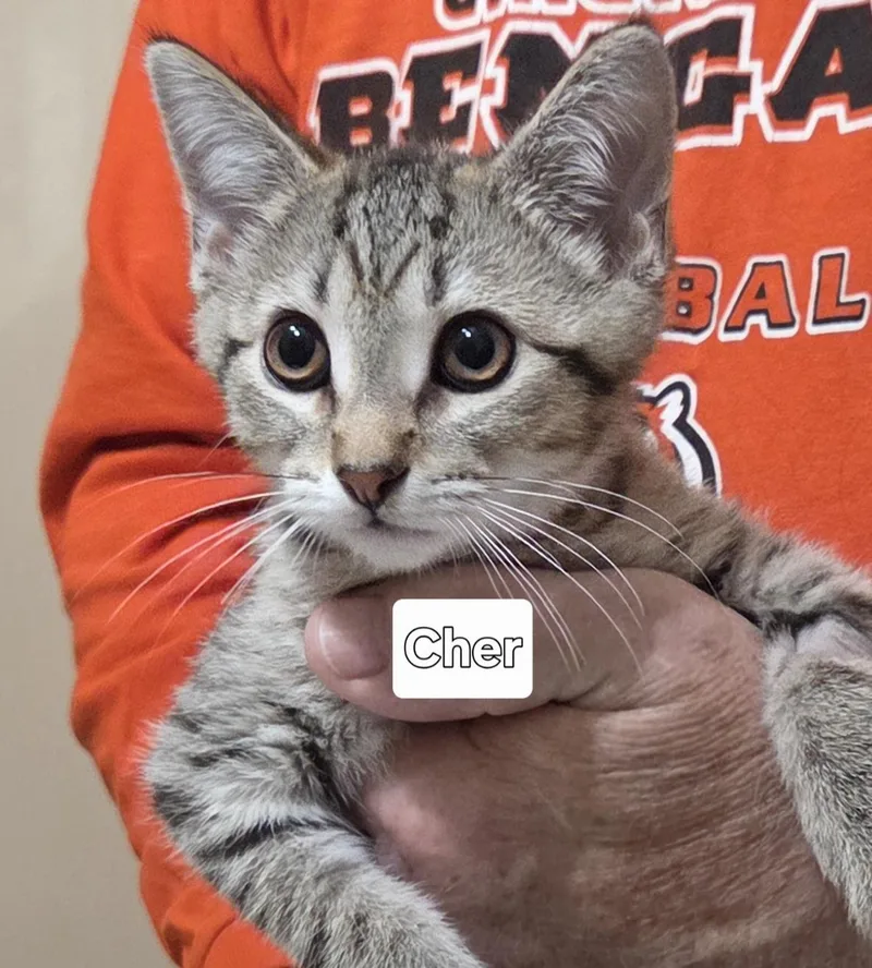 A baby medium-sized female Tabby (Brown / Chocolate) Domestic Short Hair cat named Cher for adoption in Harrison, MI