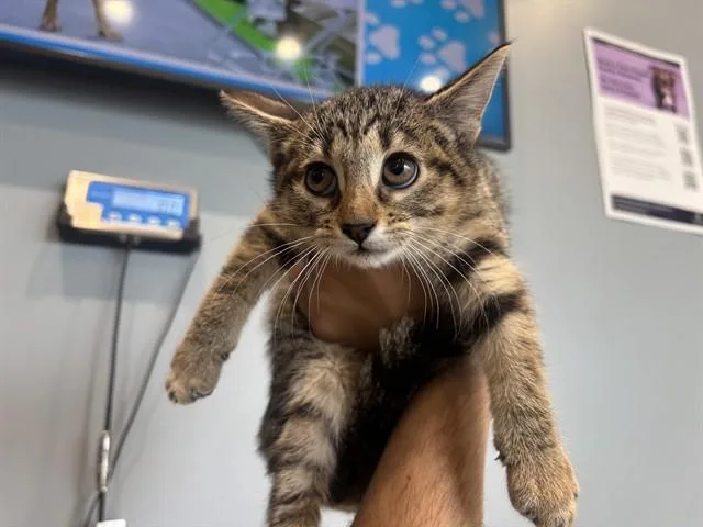 A baby small-sized female Domestic Short Hair cat named Jelly for adoption in Garland, TX