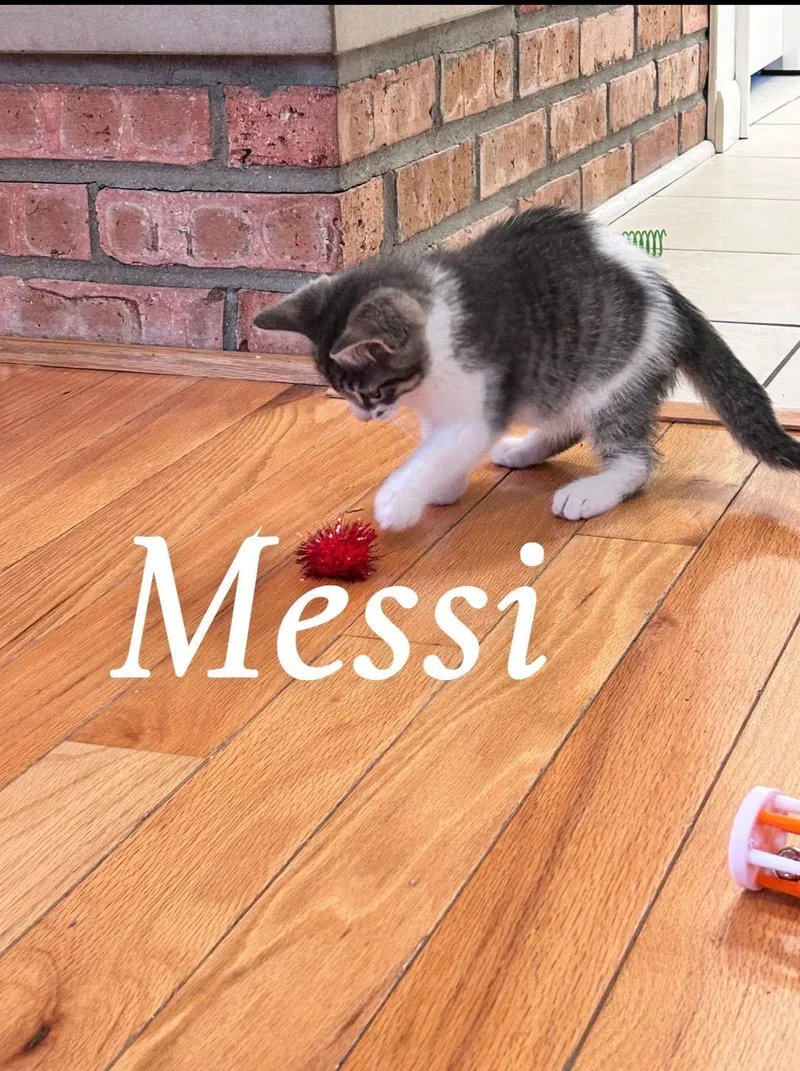 A baby medium-sized male Domestic Short Hair cat named Messi for adoption in Saginaw, MI