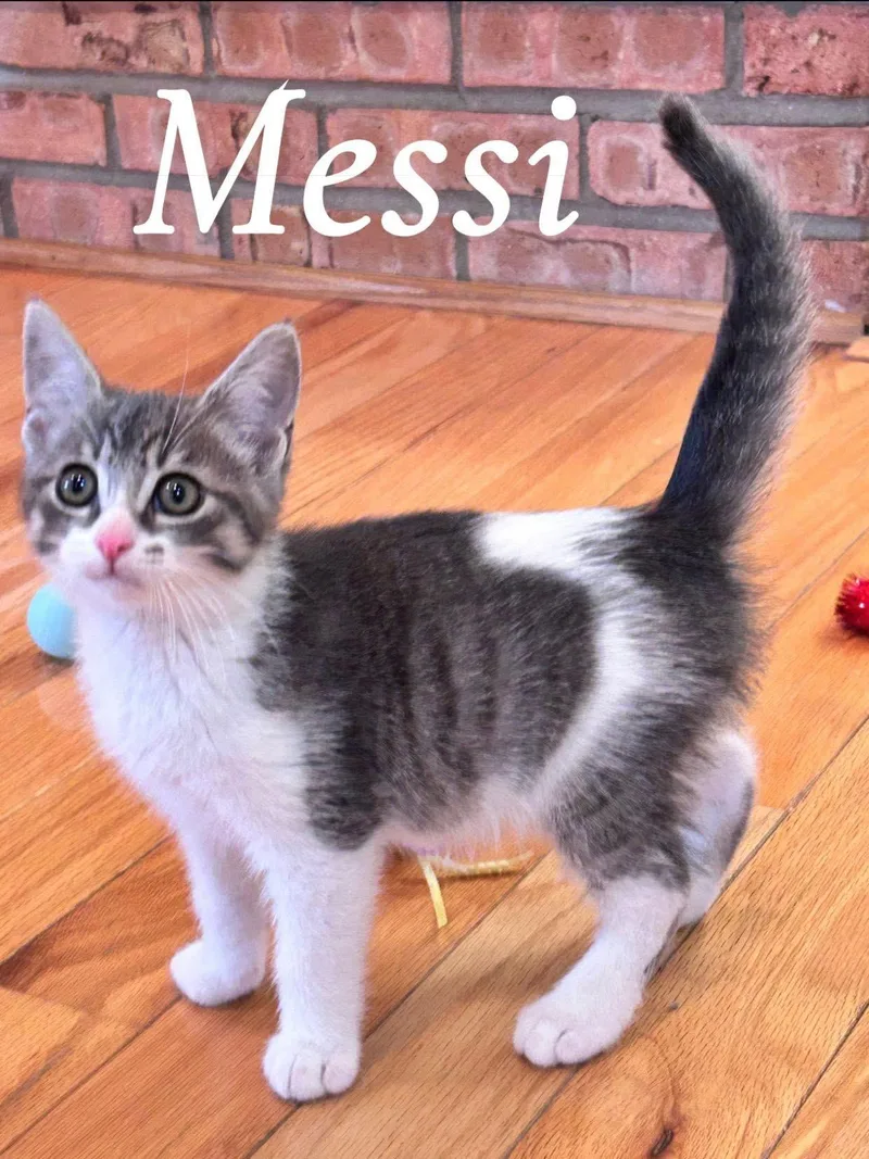 Messi thumbnail 3