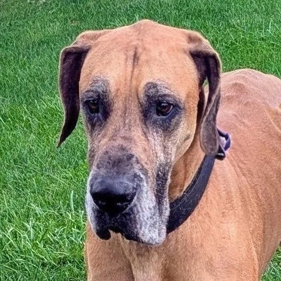 A senior extra large-sized male Great Dane dog named Sarge for adoption in Marysville, OH