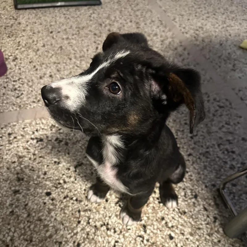 A baby small-sized male Black Mixed Breed dog named Kieran for adoption in Buffalo, MN
