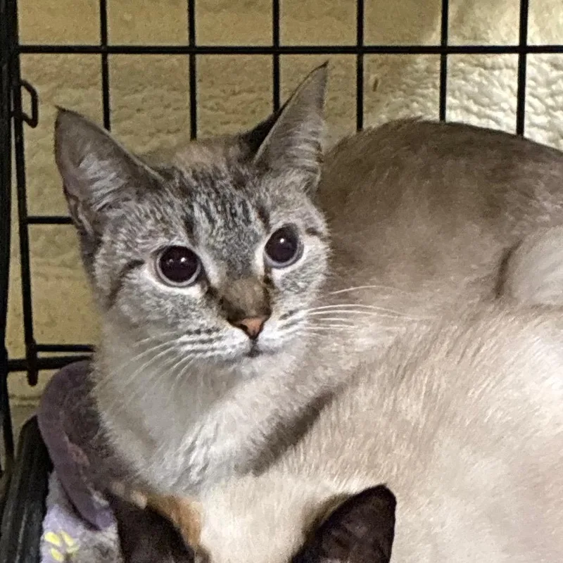 A young medium-sized female Domestic Short Hair cat named Alexandra for adoption in Hattiesburg, MS