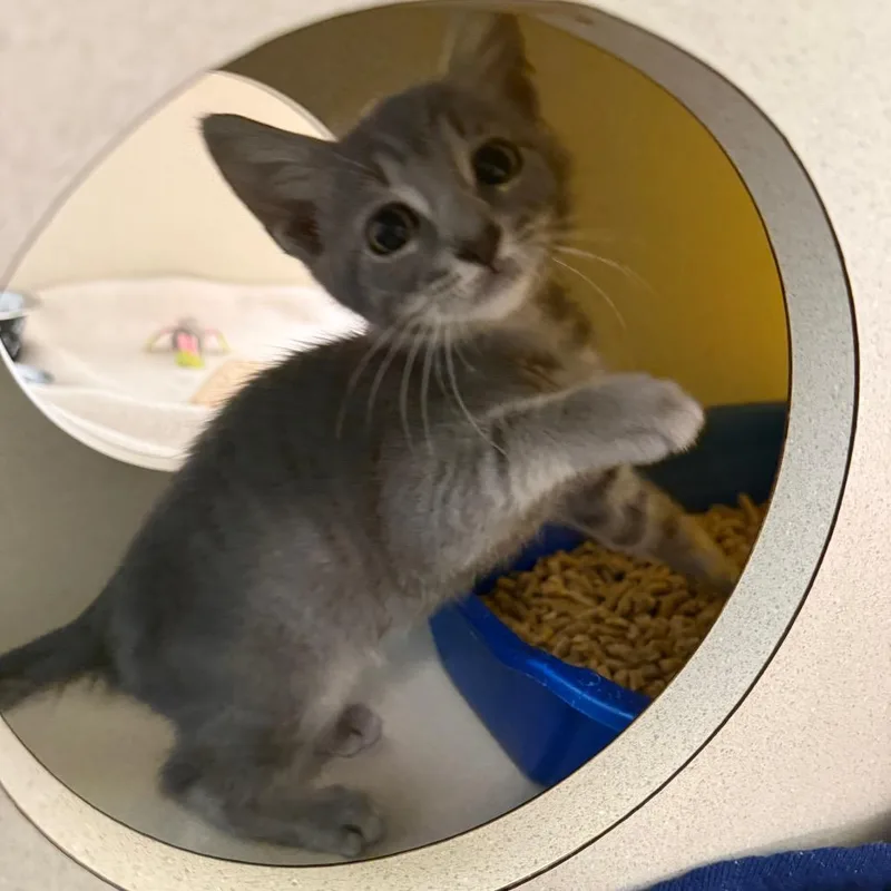 A baby small-sized male Gray / Blue / Silver Domestic Short Hair cat named Magnus for adoption in West Palm Beach, FL