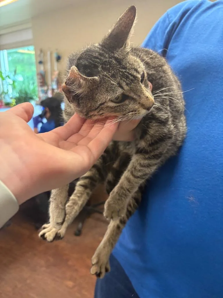 A young medium-sized male Domestic Short Hair cat named Cat Condo for adoption in Greenville, TX