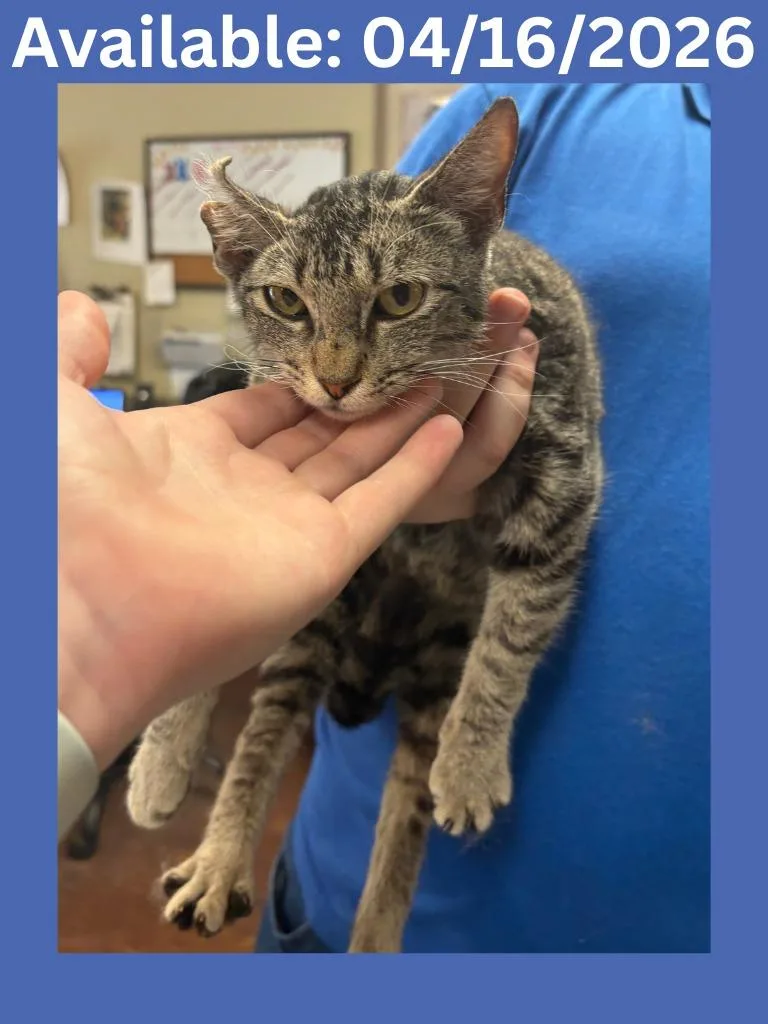 Cat Condo thumbnail 2