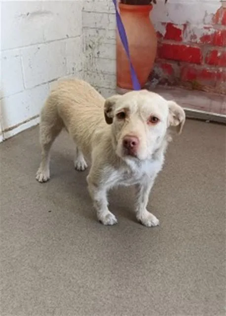 A young medium-sized female Terrier dog named Leslie for adoption in San Bernardino, CA