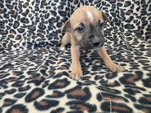 A baby small-sized female Pit Bull Terrier dog named Gwen for adoption in Lancaster, CA