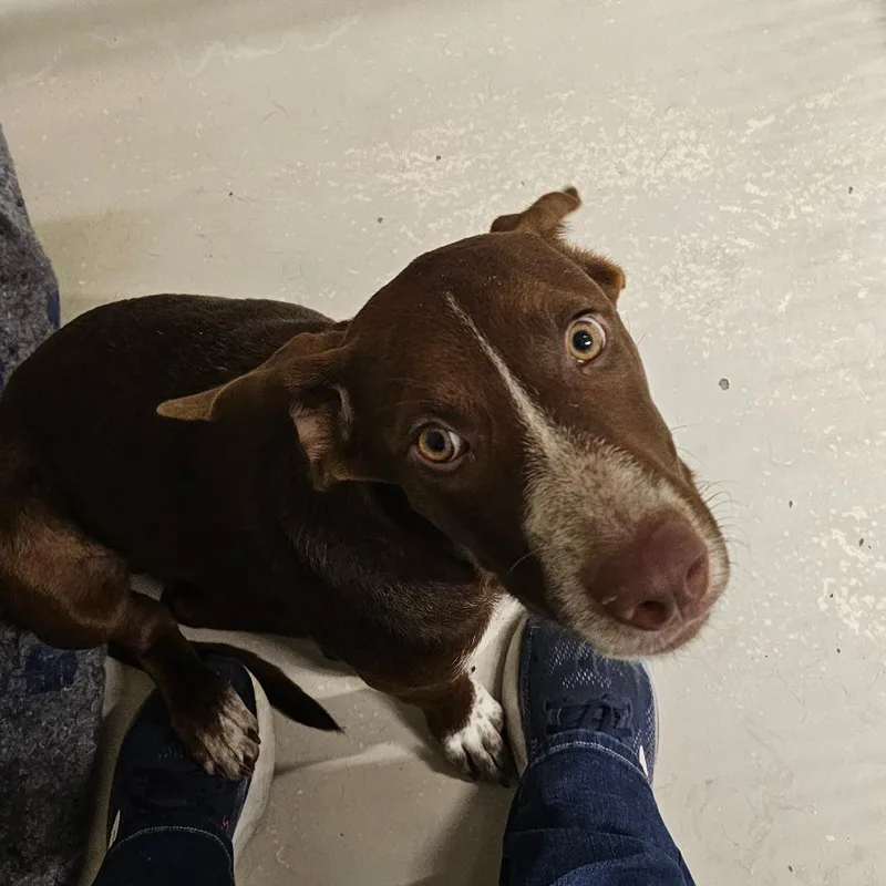 A young medium-sized male Brown / Chocolate Mixed Breed dog named Charlie Brown for adoption in Pensacola, FL