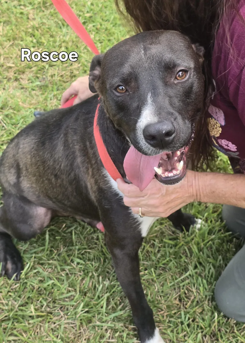 An adult medium-sized male Mixed Breed dog named Roscoe for adoption in Springhill, LA