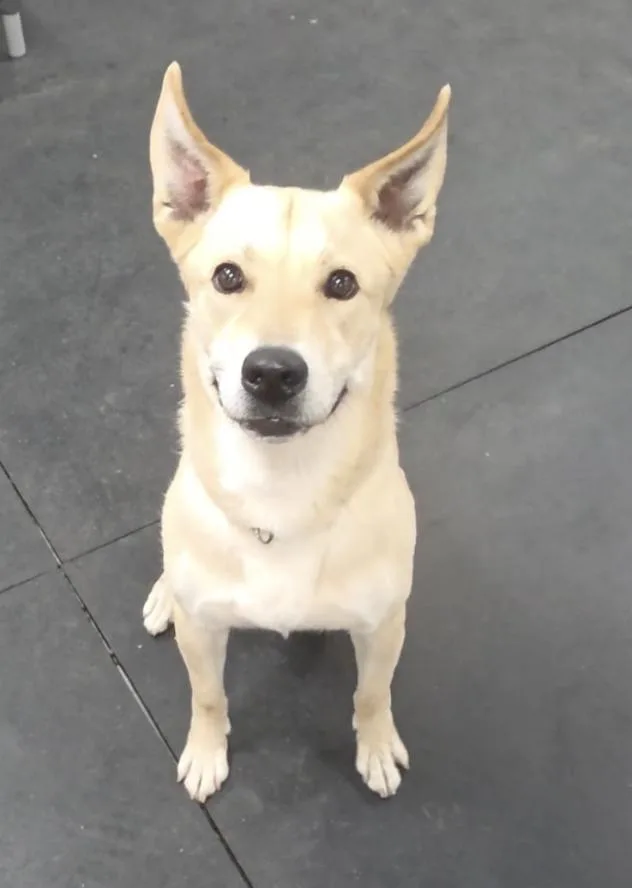 An adult large-sized female Pit Bull Terrier dog named Ruby  Located in for adoption in Sherman Oaks, CA
