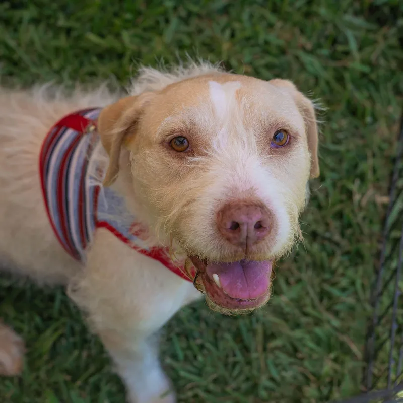 An adult medium-sized male Yellow / Tan / Blond / Fawn Norfolk Terrier dog named Ruffo for adoption in Orange, CA